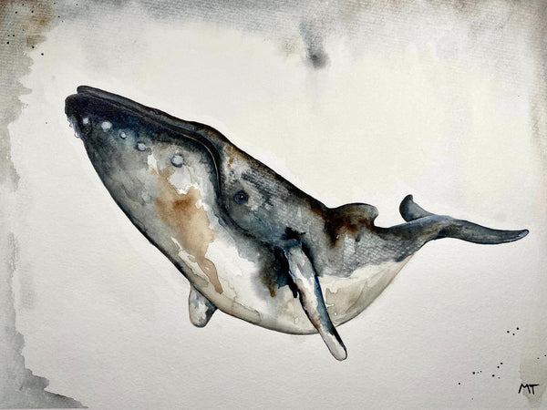 Illustration | Baleine à bosse | Arima design
