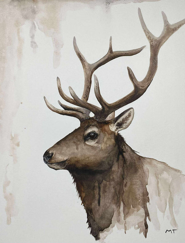Illustration | Wapiti | Arima design