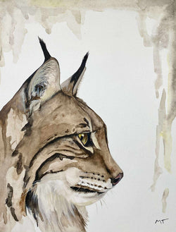 Illustration | lynx roux | Arima design
