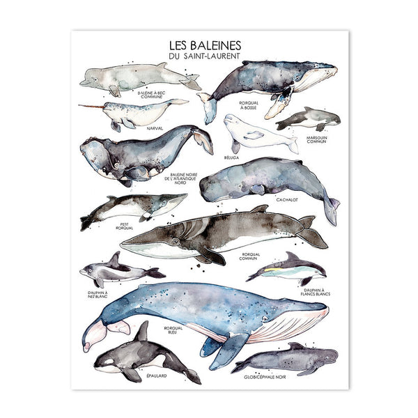 Illustration | Baleines avec variantes | Marie-Ève Arpin