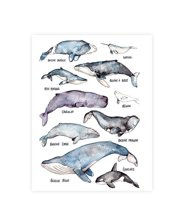 Illustration | Baleines avec variantes | Marie-Ève Arpin