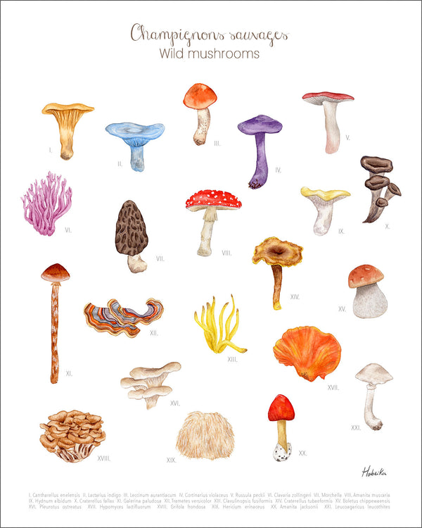 Illustration | Champignons sauvages | Hobeika Art
