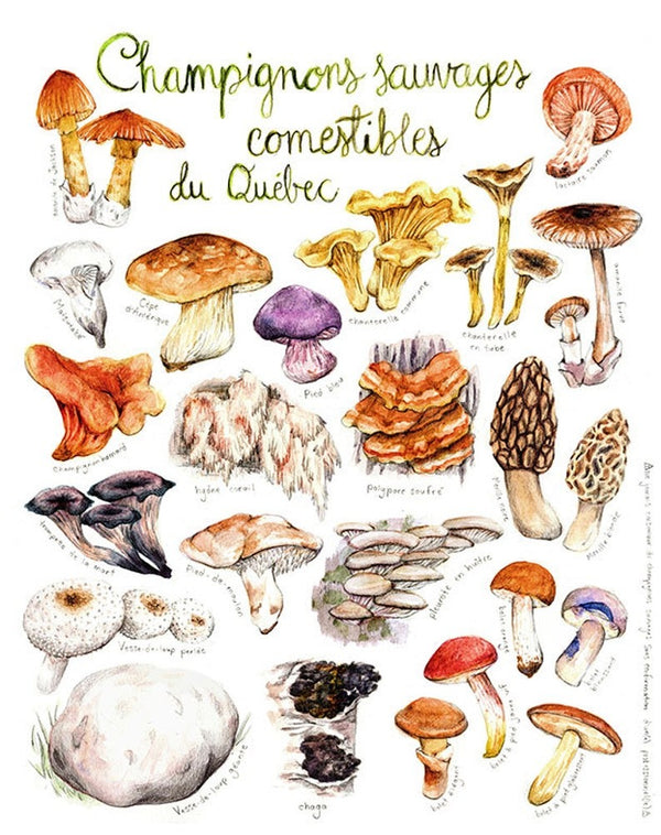Illustration Champignons sauvages comestibles | MATHILDE CINQ-MARS