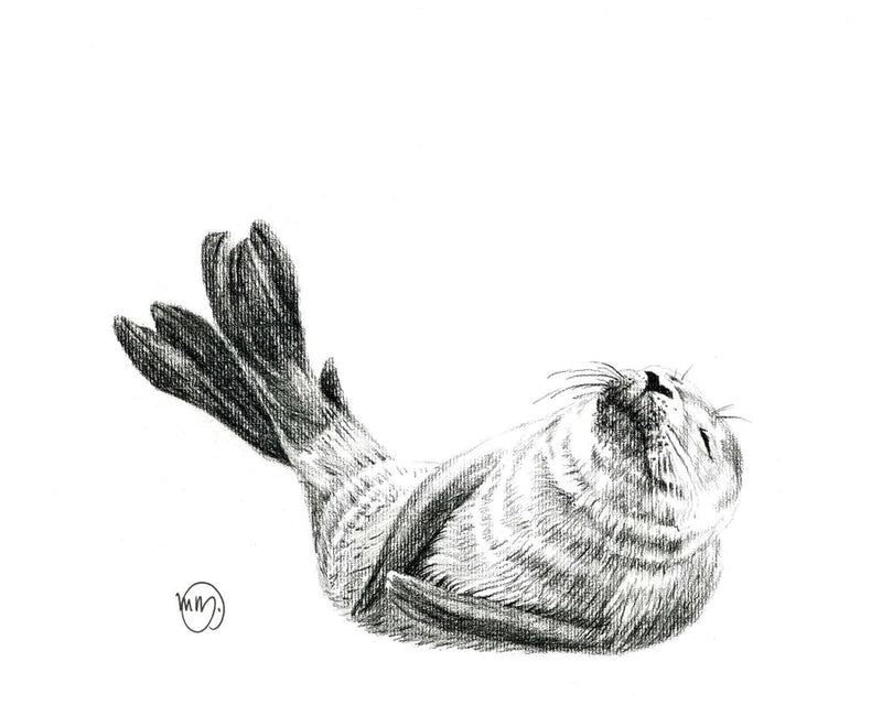Illustration | Bébé phoque | Le Nid atelier