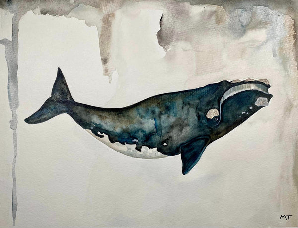 Illustration | Baleine noire | Arima design