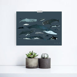 Illustration charte des baleines  | BALTIC CLUB