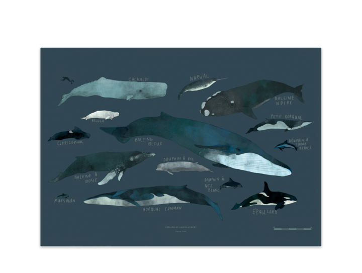 Illustration charte des baleines  | BALTIC CLUB