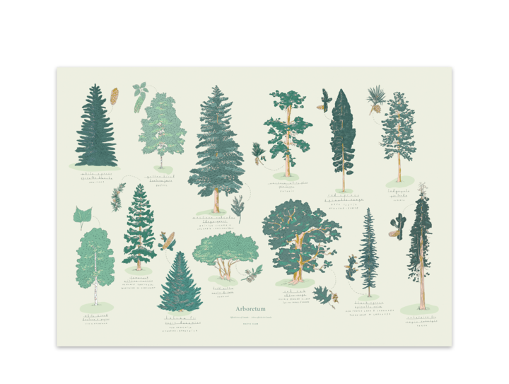 Illustration Arboretum | 12" x 18" | BALTIC CLUB